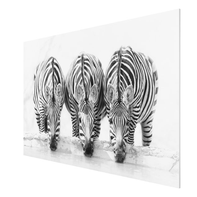Quadro in forex - Zebra Trio in bianco e nero - Orizzontale 3:2