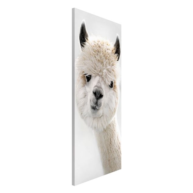 quadri con animali Ritratto di alpaca