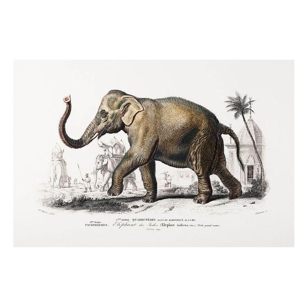Stampa su Forex - Vintage Consiglio Elephant - Orizzontale 2:3