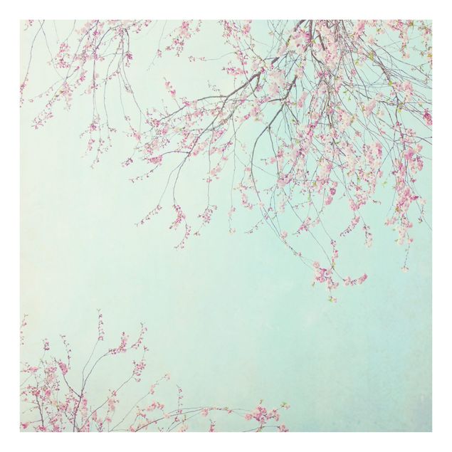 Paraschizzi in vetro - Nostalgia di fiori di ciliegio - Quadrato 1:1