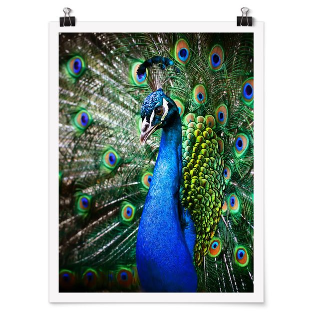 Poster - Peacock Noble - Verticale 4:3