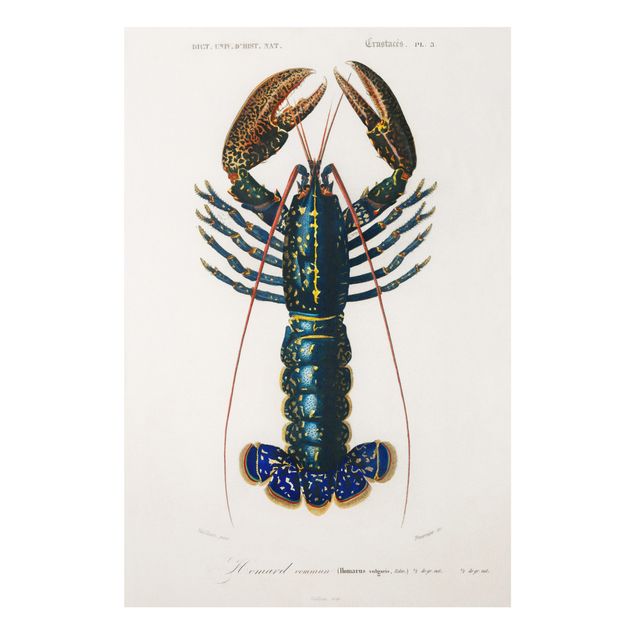 Stampa su Forex - Vintage Blue Board Lobster - Verticale 3:2