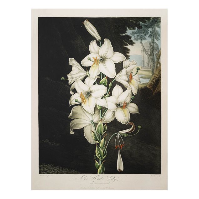 Stampa su Forex - Botanica illustrazione d'epoca White Lily - Verticale 4:3