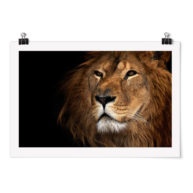 Poster - Lions sguardo - Orizzontale 2:3