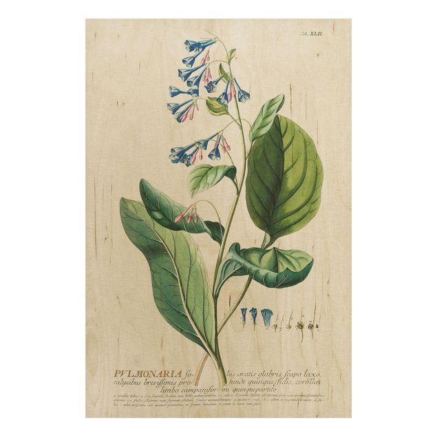 Stampa su legno - Vintage botanica Lungwort - Verticale 3:2