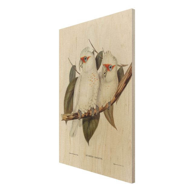 Stampa su legno - Illustrazione Vintage White Cockatoo - Verticale 3:2