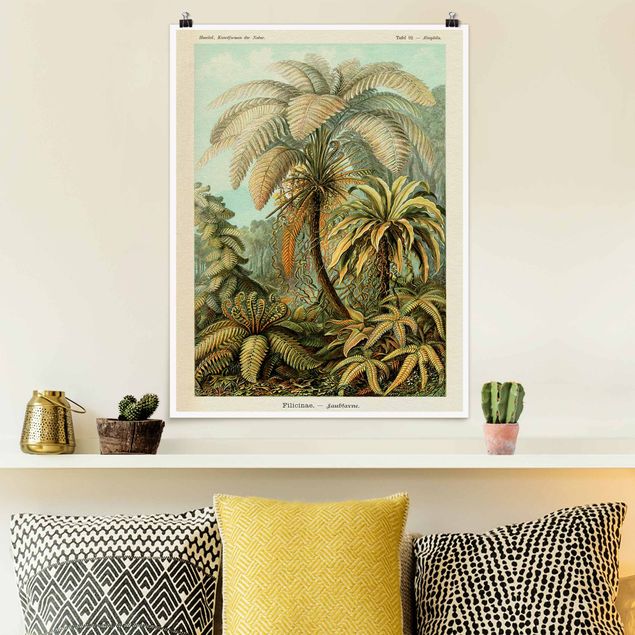 Poster illustrazioni Illustrazione botanica vintage Foglie di felci