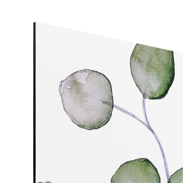 Stampa su alluminio - Ramo di eucalipto in acquerello verde
