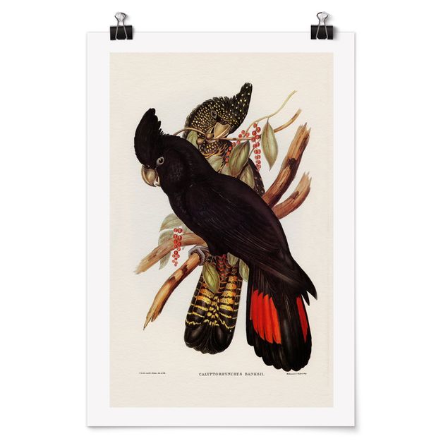 Poster - Illustrazione Vintage Black Cockatoo Nero Oro - Verticale 3:2