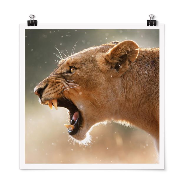 Poster - Lioness On The Hunt - Quadrato 1:1