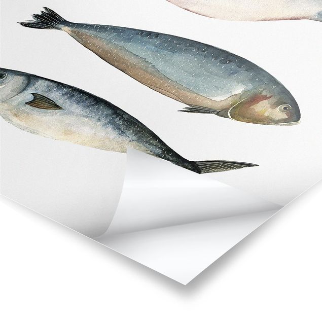 Poster - Quattro pesci in acqua di colore II - Verticale 4:3