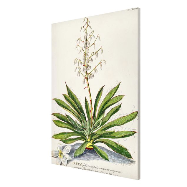 Lavagna magnetica - Vintage botanica Yucca - Formato verticale 2:3