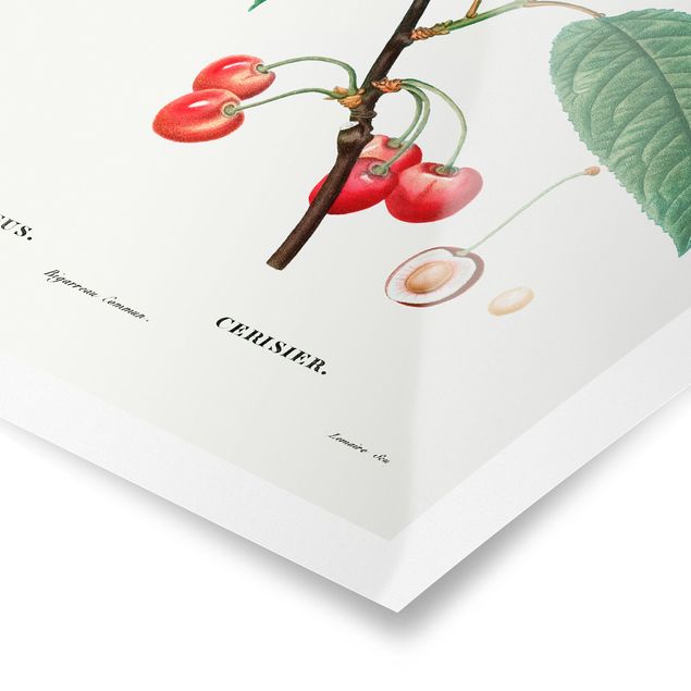 Poster - Illustrazione botanica rosso dell'annata Ciliegie - Verticale 4:3