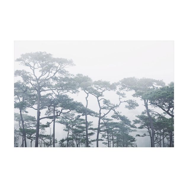 Tappeti grigi Cime degli alberi nella nebbia