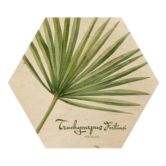 Esagono in legno - Acquerello Botanica Trachycarpus fortunei