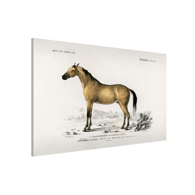 quadri con animali Bacheca Vintage Cavallo