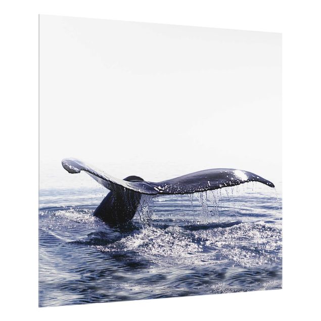 Paraschizzi in vetro - Canto delle balene in Islanda - Quadrato 1:1