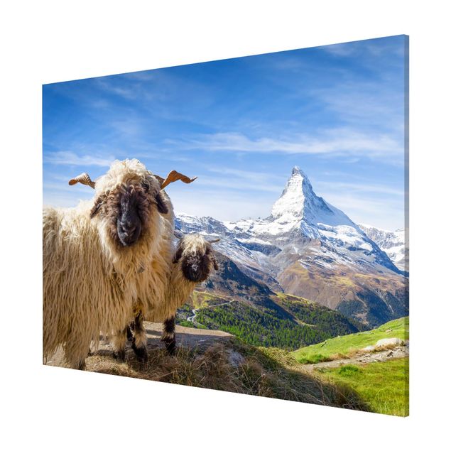 Lavagna magnetica - Pecore naso nero di Zermatt