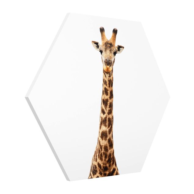 Esagono in forex - Capo della giraffa