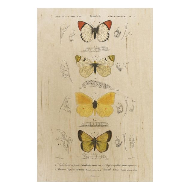 Stampa su legno - Vintage Consiglio Farfalle II - Verticale 3:2