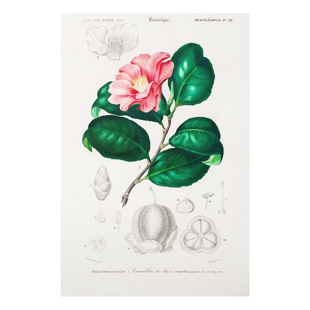 Stampa su Forex - Botanica illustrazione d'epoca Tropical Plant II - Verticale 3:2