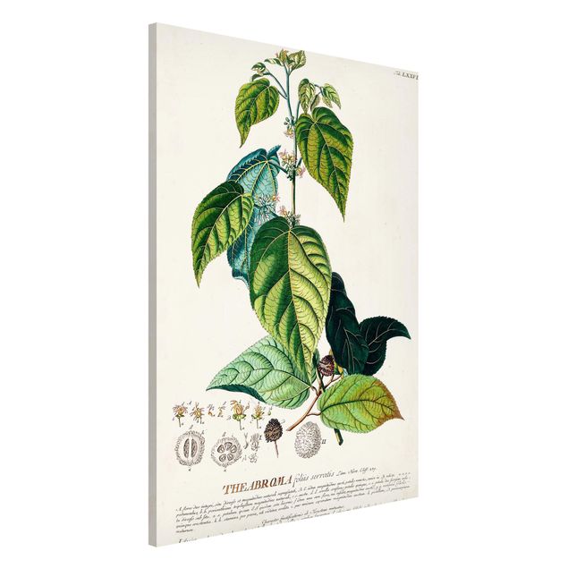 Lavagna magnetica per ufficio Illustrazione botanica vintage Cacao