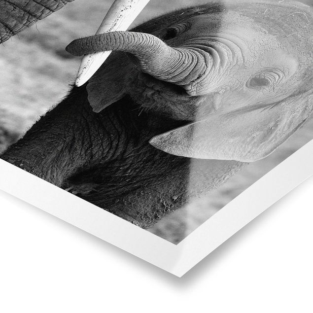 Poster - baby Elephant - Quadrato 1:1