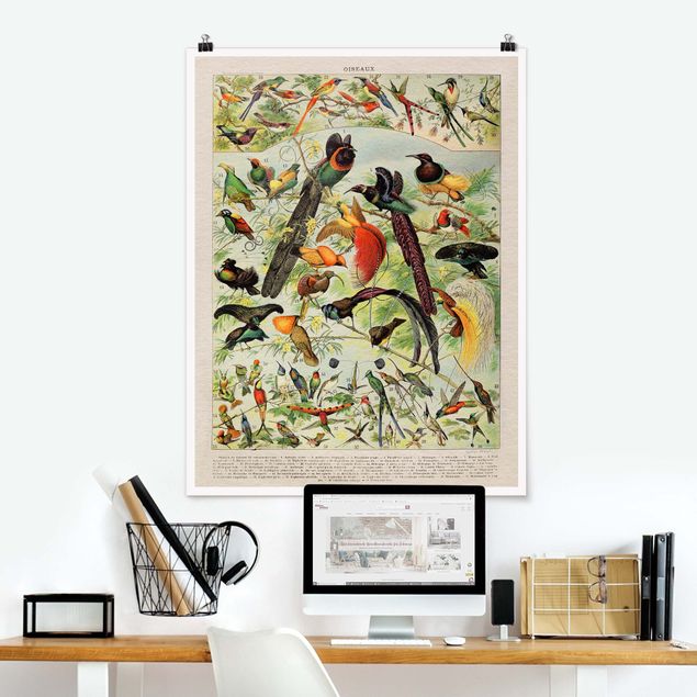 quadri con animali Bacheca vintage Uccelli del Paradiso