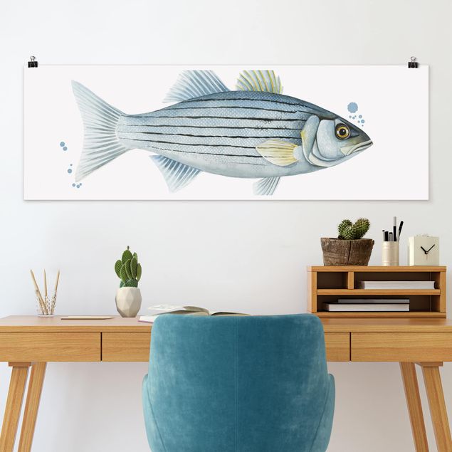 stampe animali Pesca a colori - Persico bianco