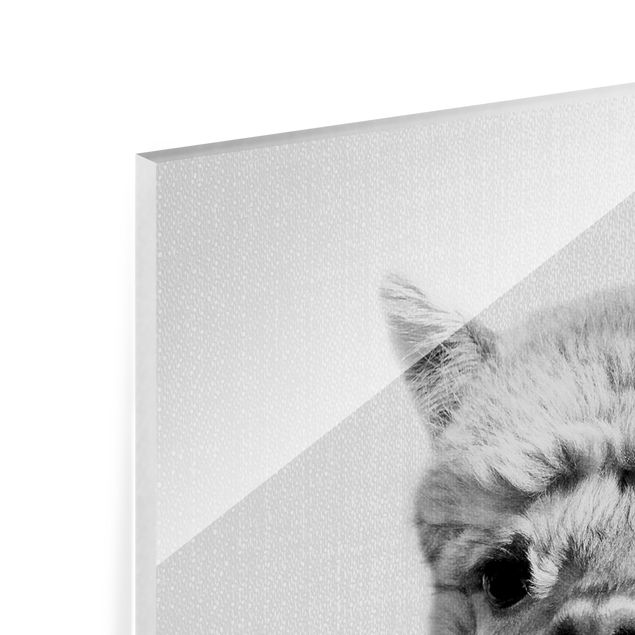 Quadro in vetro - Alpaca Alfred in bianco e nero