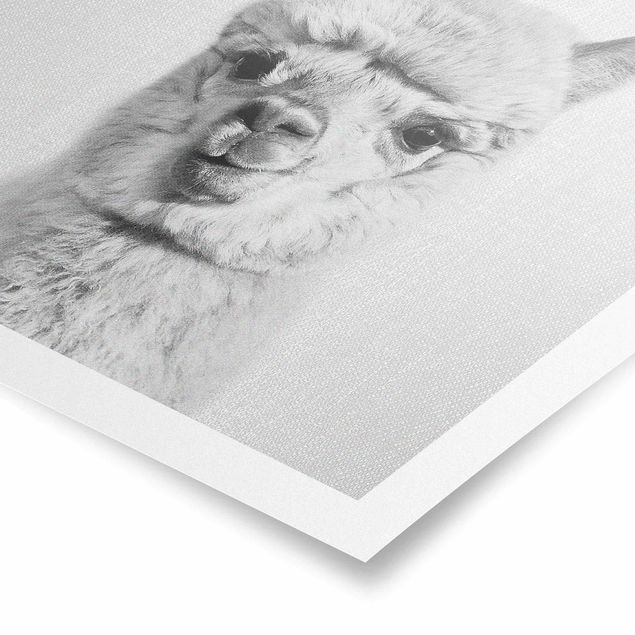 Poster riproduzione - Alpaca Alfred in bianco e nero