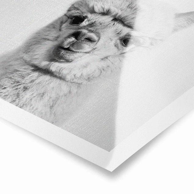 Poster riproduzione - Alpaca Alfred in bianco e nero