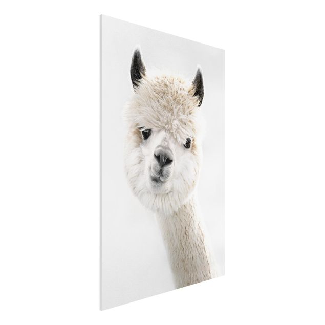 Stampa su Forex - Ritratto di alpaca - Formato verticale 2:3