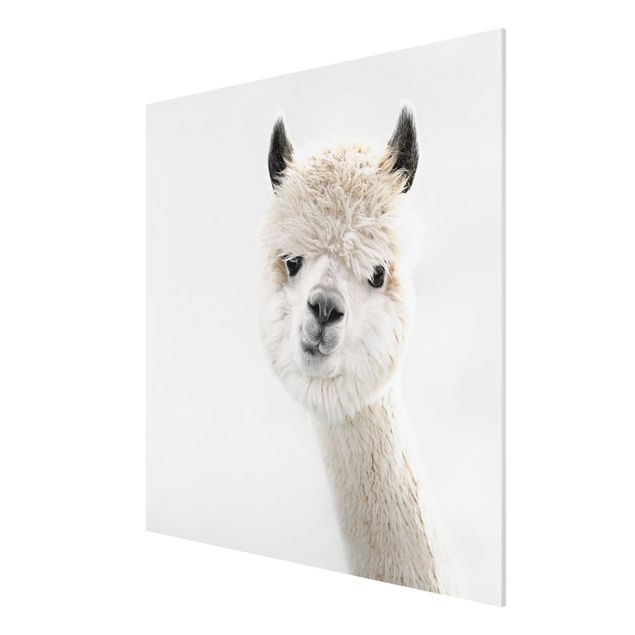 Stampa su Forex - Ritratto di alpaca - Quadrato 1:1