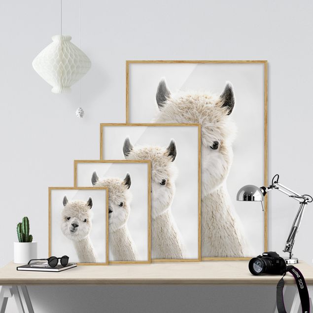 Poster con cornice - Ritratto di alpaca