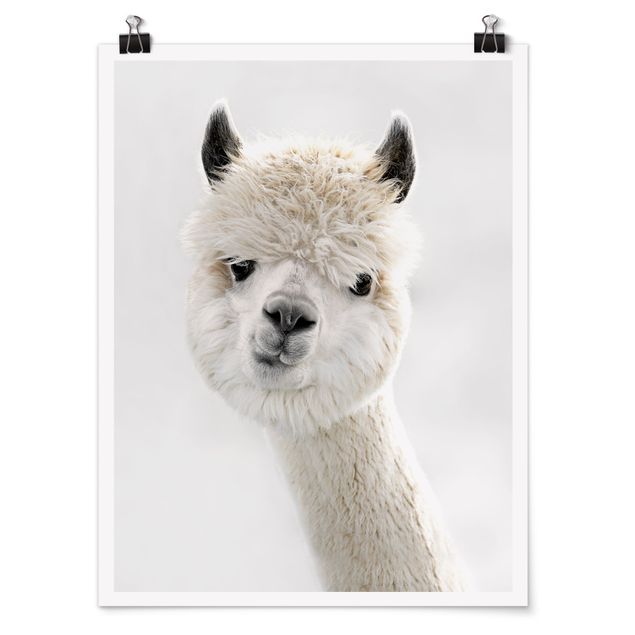 Poster - Ritratto di alpaca