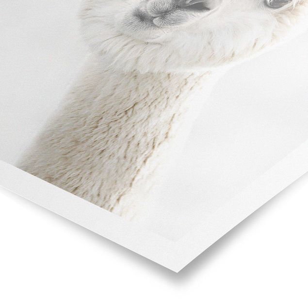 Poster - Ritratto di alpaca