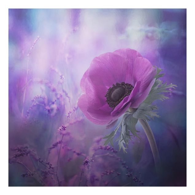 Quadro in alluminio - Anemones Bloom In Violet