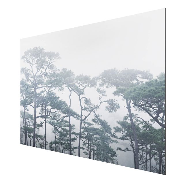 Quadro in alluminio - Treetops In Fog