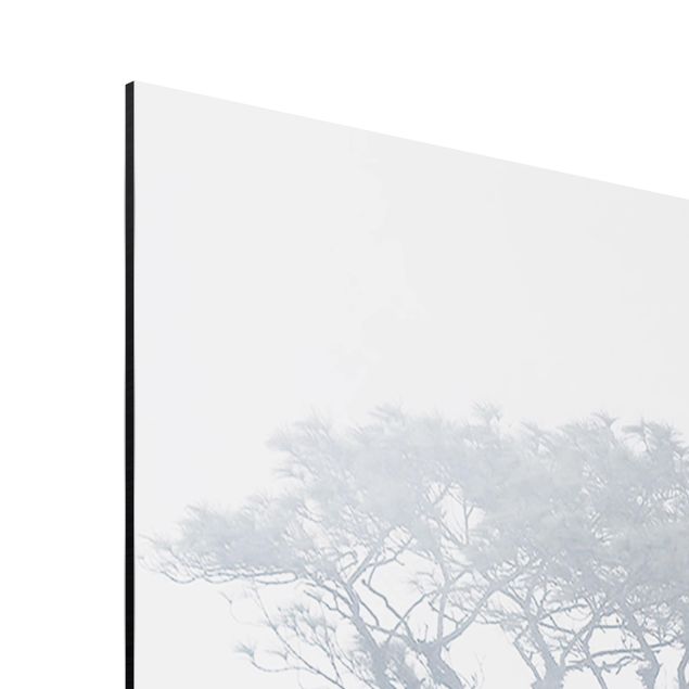 Quadro in alluminio - Treetops In Fog