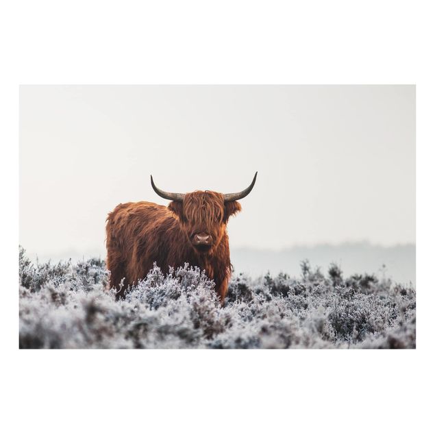 Quadri animali Bisonte nelle Highlands
