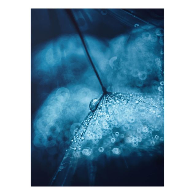 Quadro in alluminio - Tarassaco Blu In The Rain