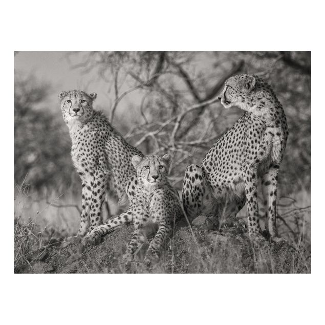 Quadri animali Tre ghepardi