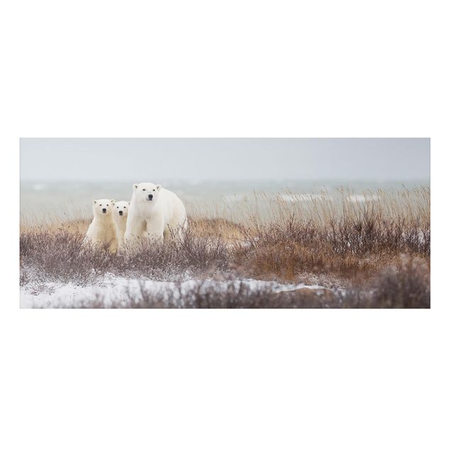 stampe animali Orso polare e i suoi cuccioli