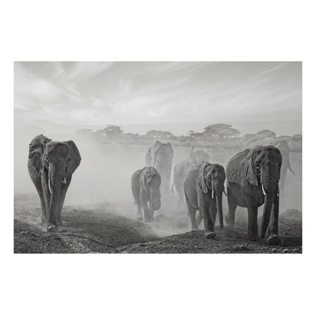 Quadro in alluminio - branco di elefanti