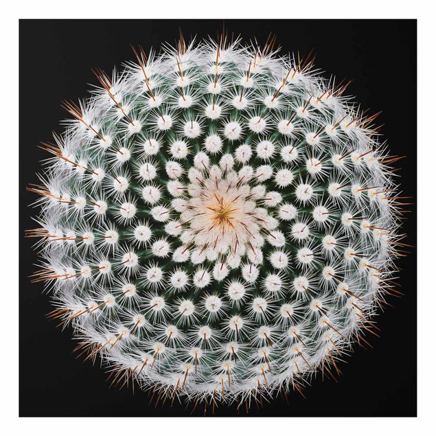 Quadro in alluminio - fiore di cactus