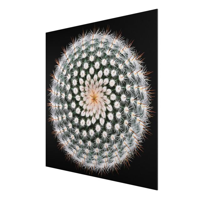 Quadro in alluminio - fiore di cactus