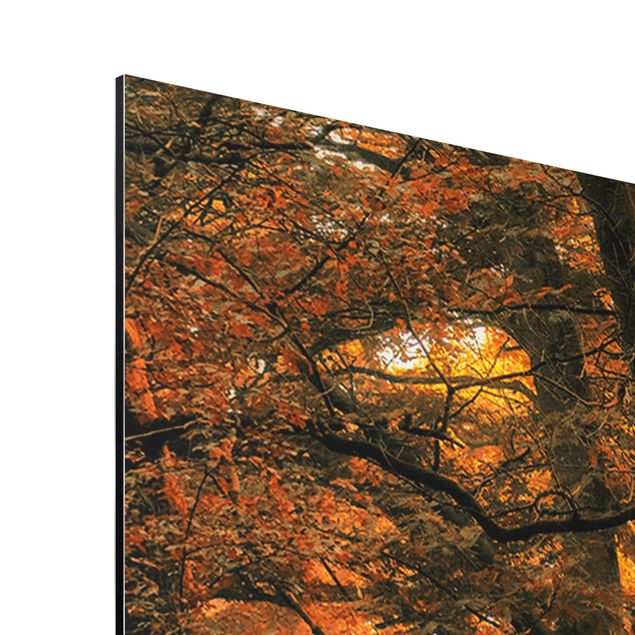 Quadro in alluminio - foresta incantata in autunno
