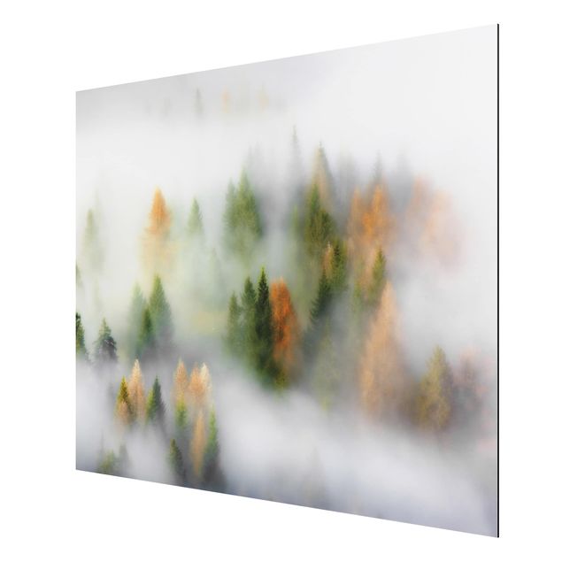 Quadro in alluminio - Nube di foresta in autunno