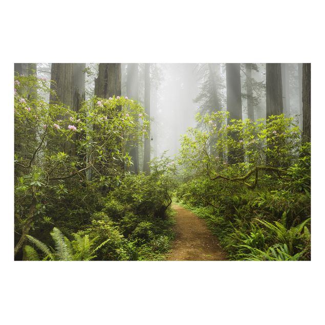 Quadro in alluminio - Misty forest path